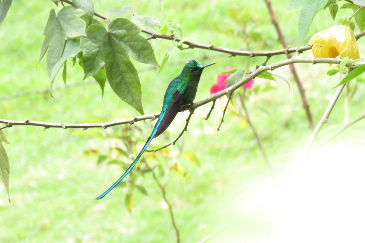 Long-tailed Sylph - ML475852611