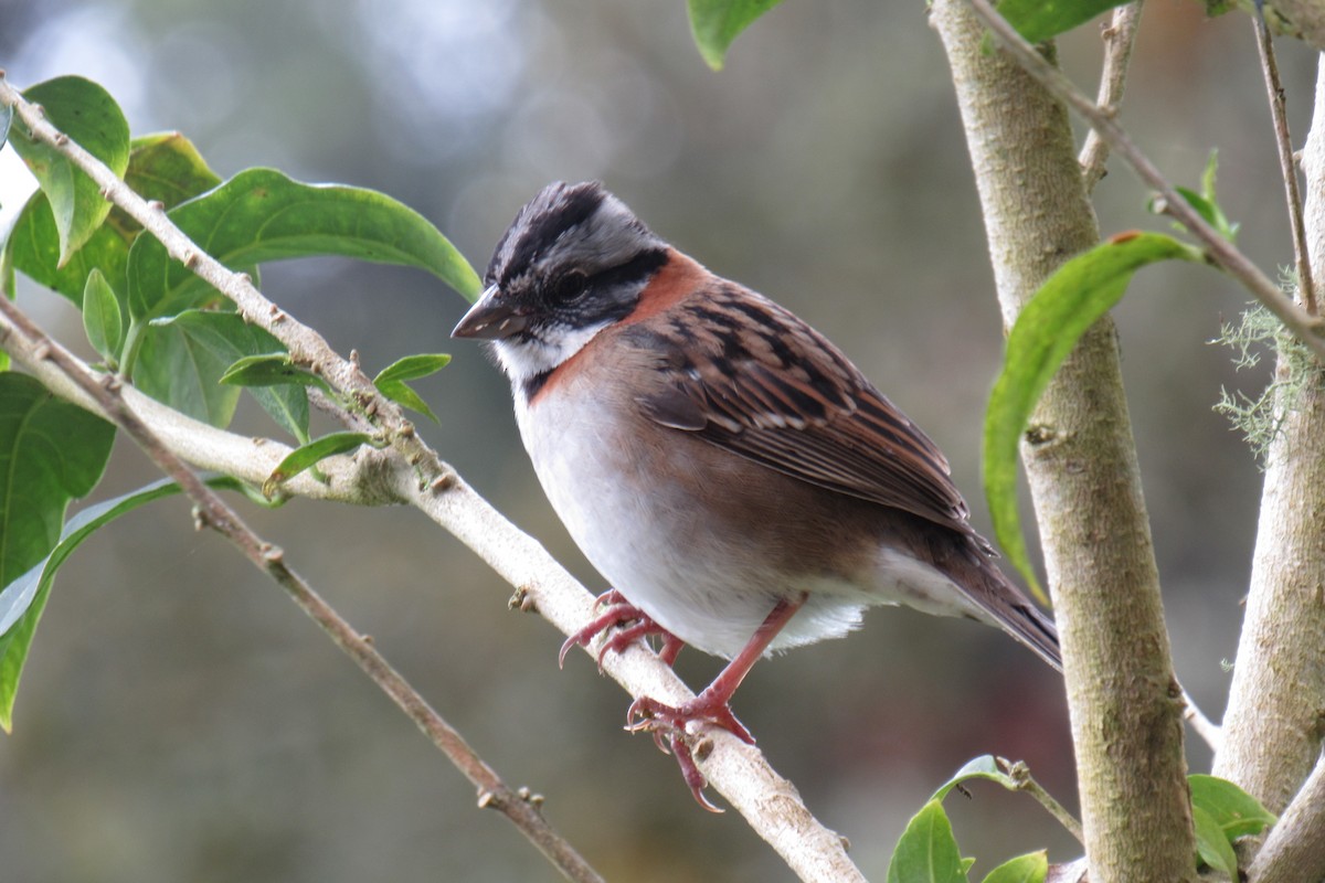 Rufous-collared Sparrow - ML475852731