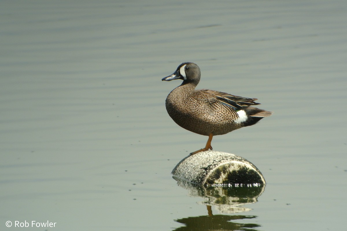 Blue-winged Teal - Rob Fowler