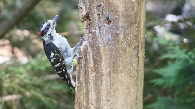 Downy Woodpecker (Eastern) - ML475854711