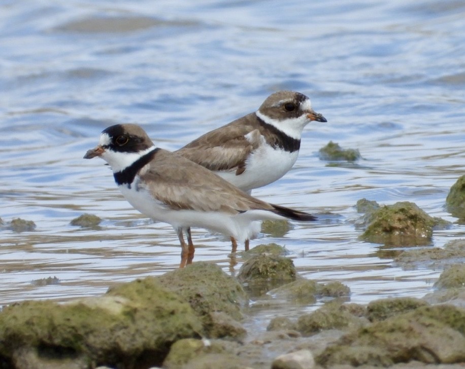 Semipalmated Plover - ML475857561
