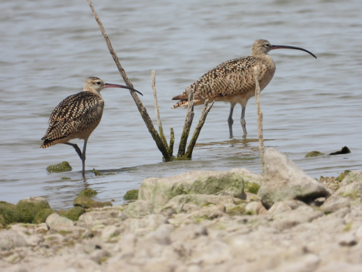Long-billed Curlew - ML475857861