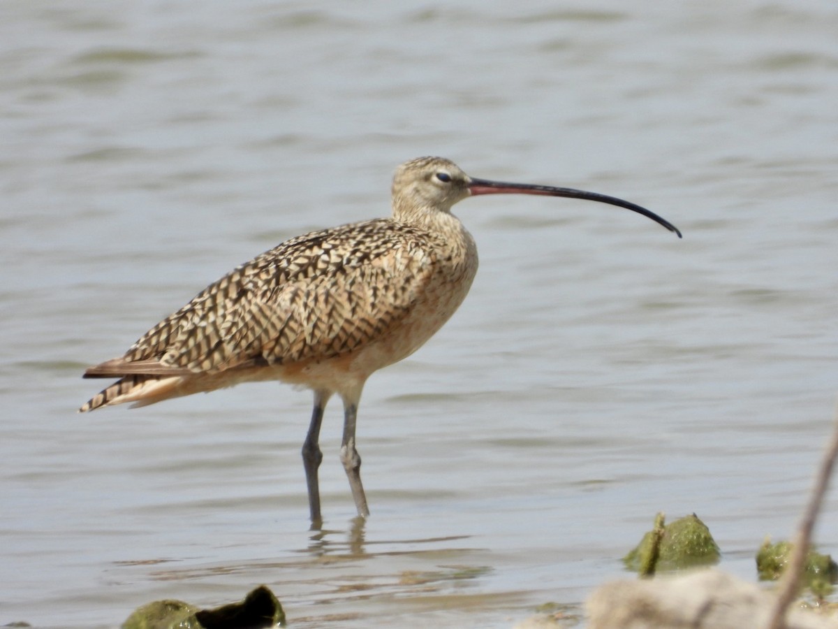 Long-billed Curlew - ML475857871