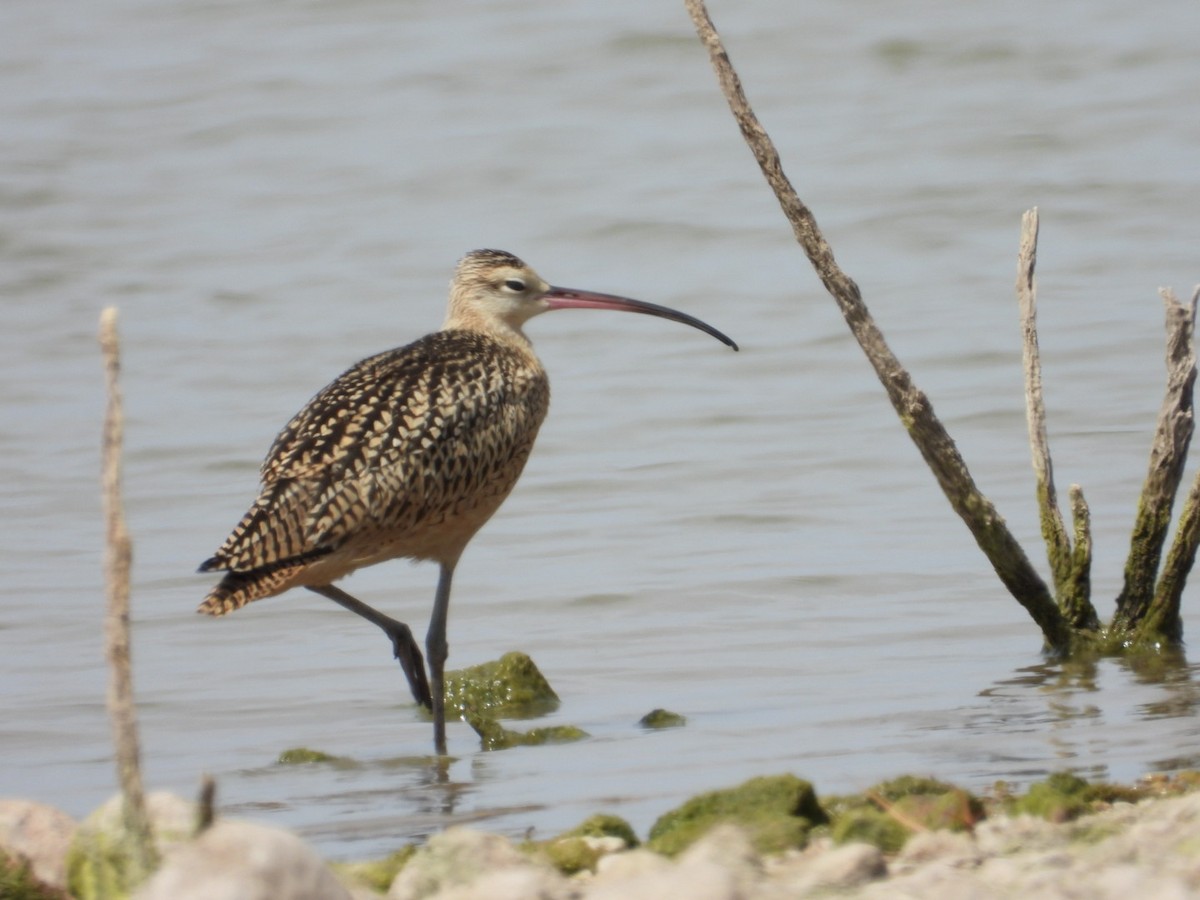 Long-billed Curlew - Christopher Daniels