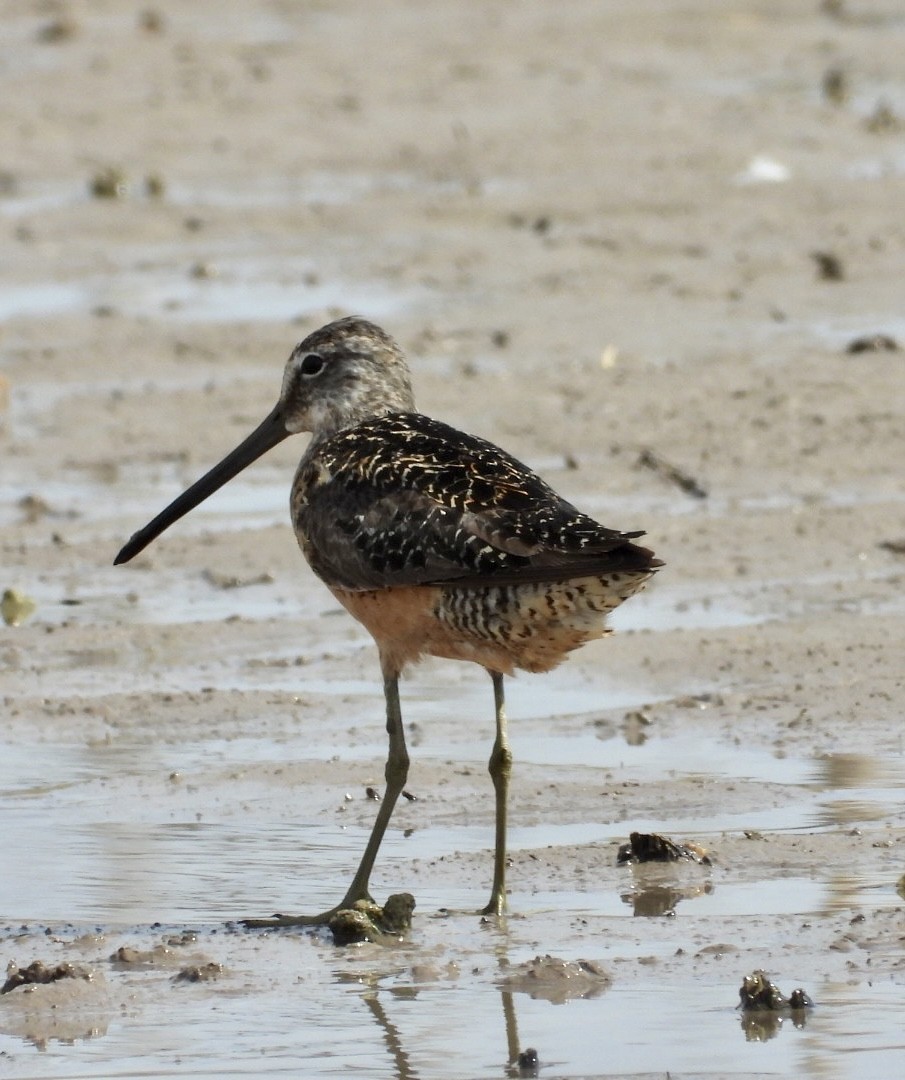 Long-billed Dowitcher - ML475858061