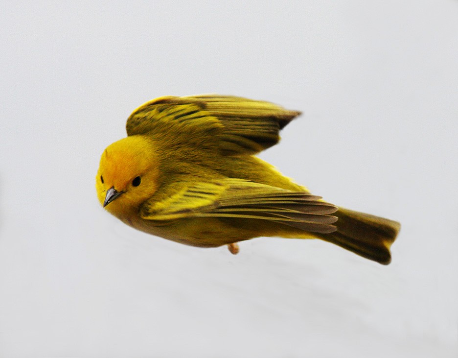 Yellow Warbler - Bill Maynard