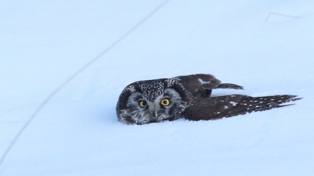 Boreal Owl (Richardson's) - ML475861