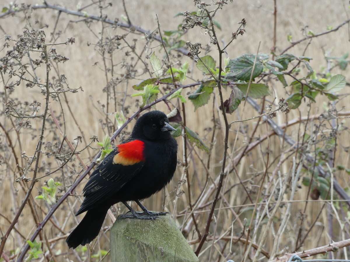 Red-winged Blackbird - Peter Dunwiddie