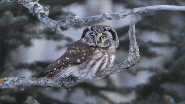 Boreal Owl (Richardson's) - ML475862