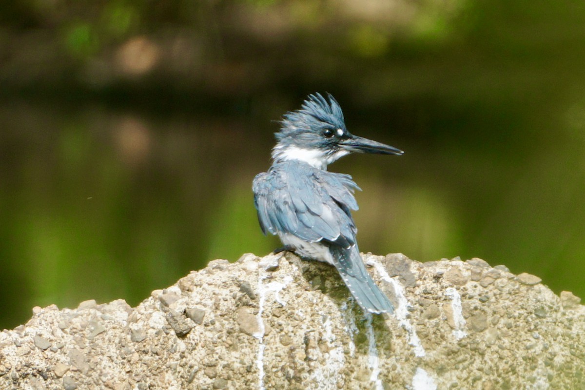 Belted Kingfisher - ML475862331