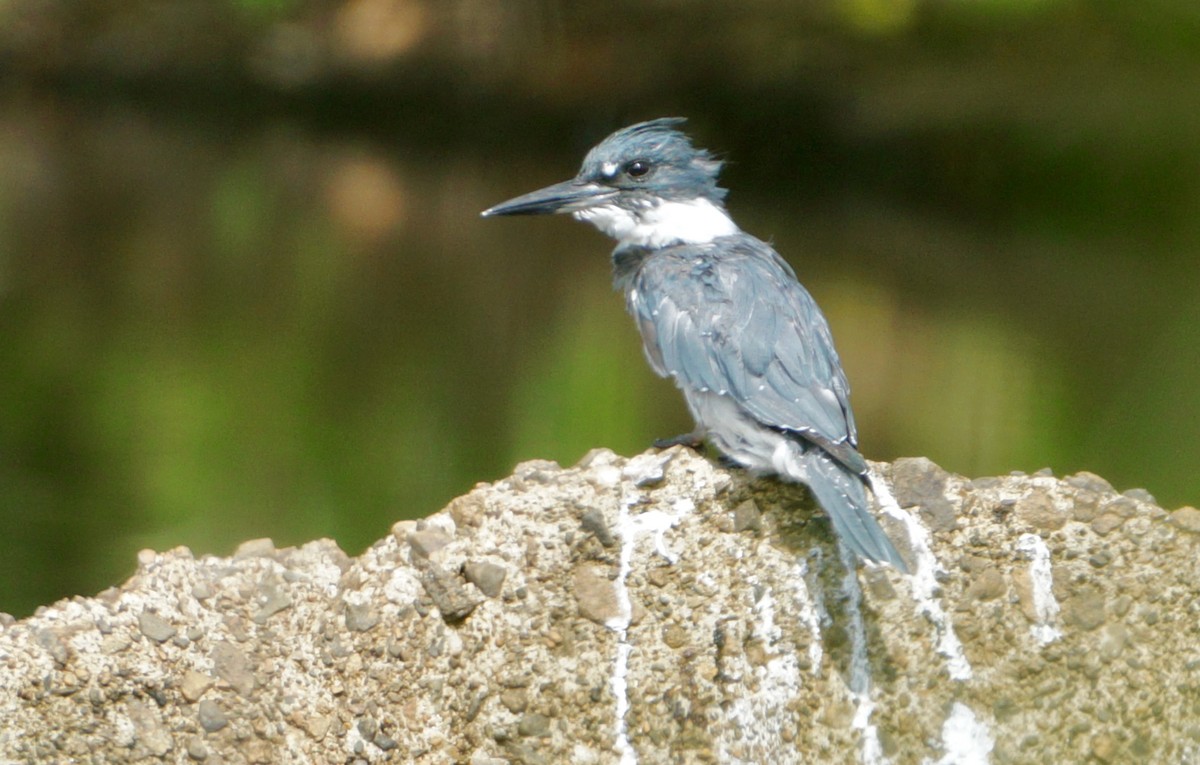 Belted Kingfisher - ML475862351