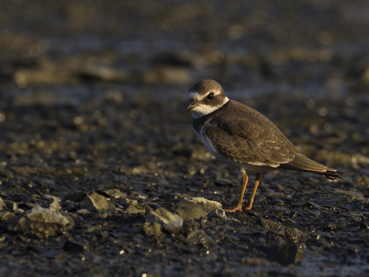 Semipalmated Plover - ML475862681
