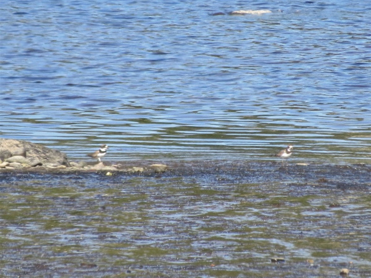 Semipalmated Plover - ML475873811