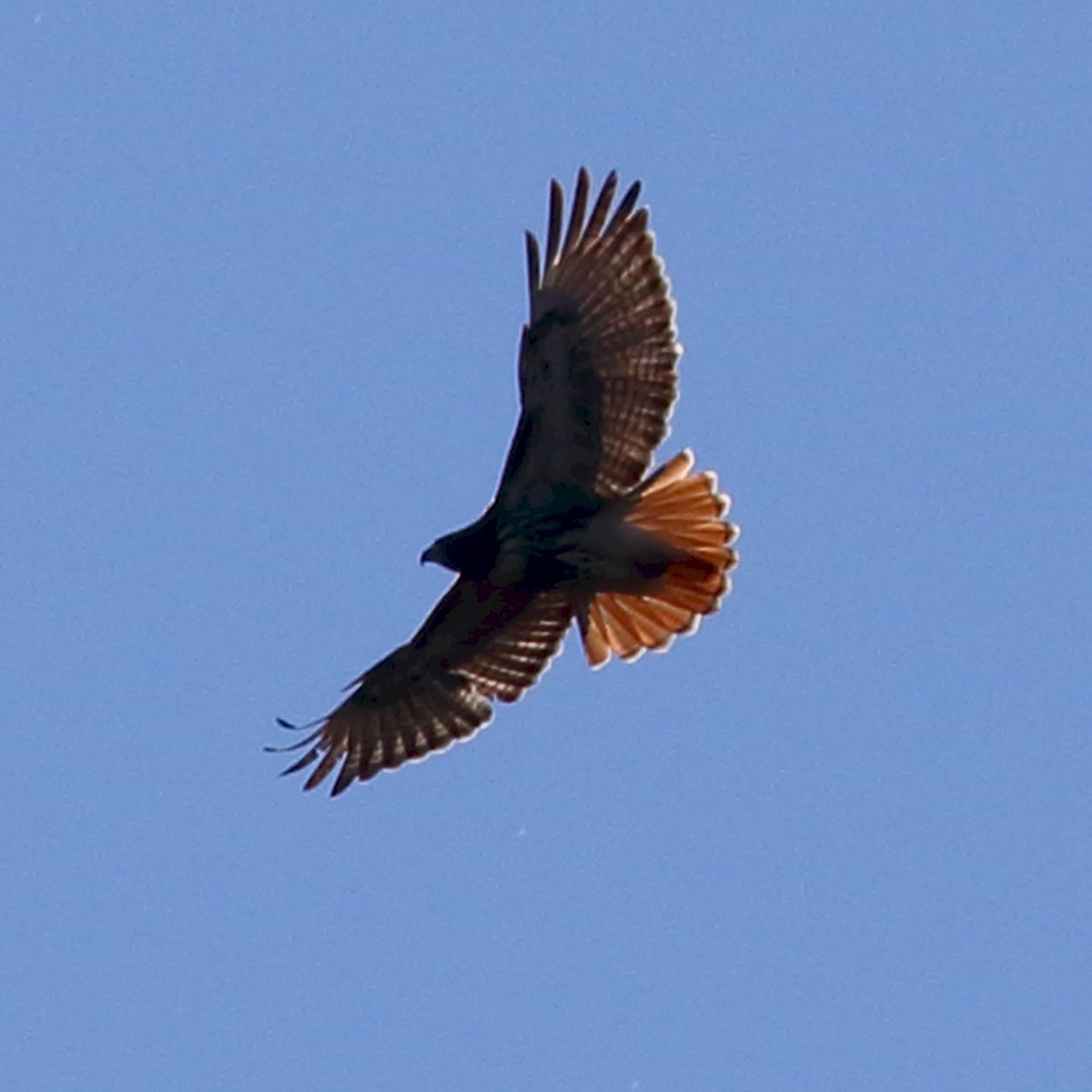 Red-tailed Hawk (umbrinus) - ML47588291