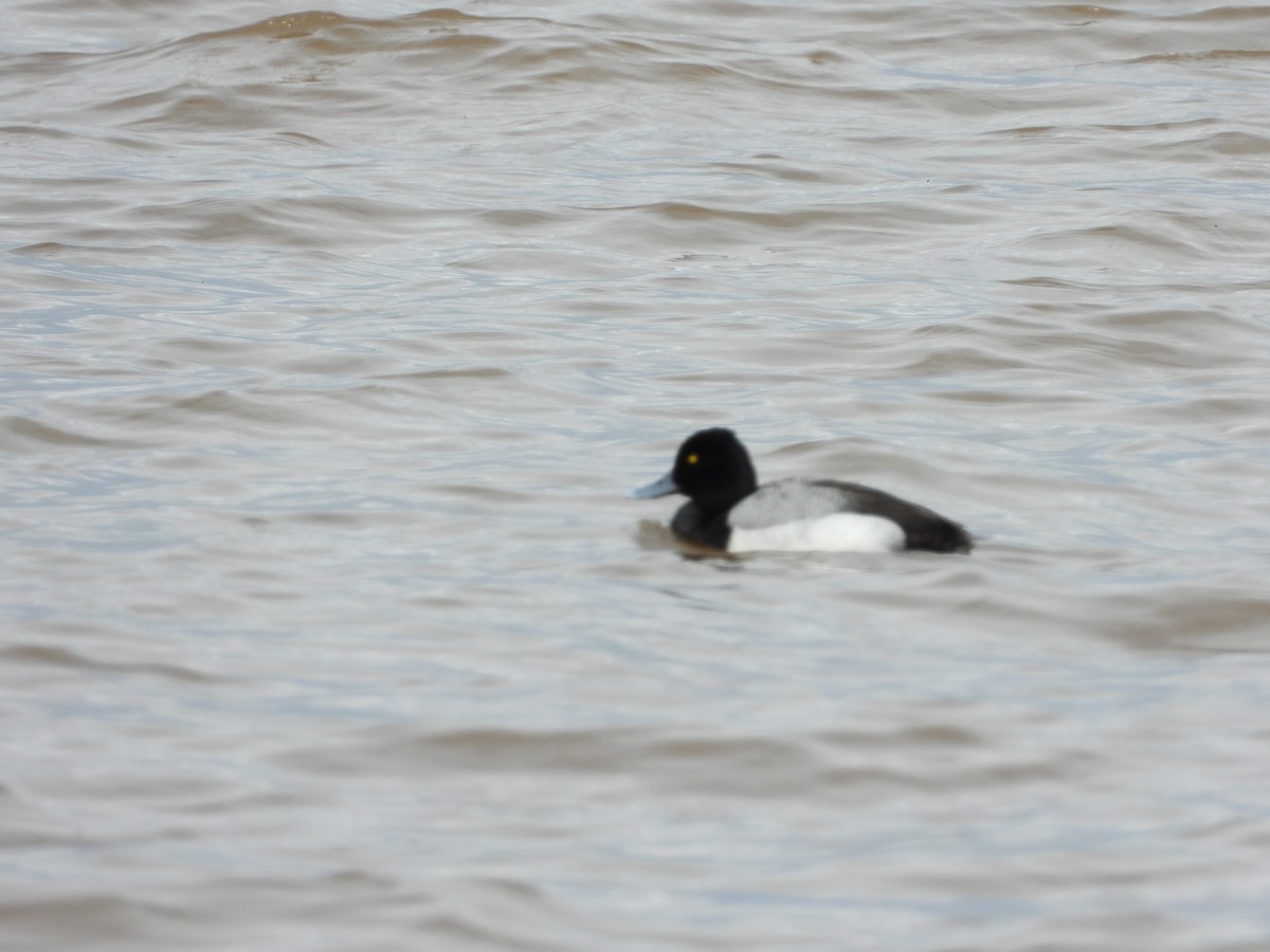 Greater Scaup - ML475887061