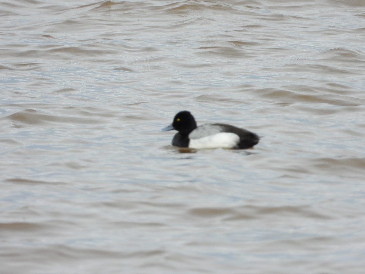 Greater Scaup - ML475887081