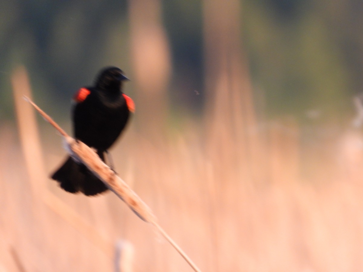Red-winged Blackbird - ML475888961