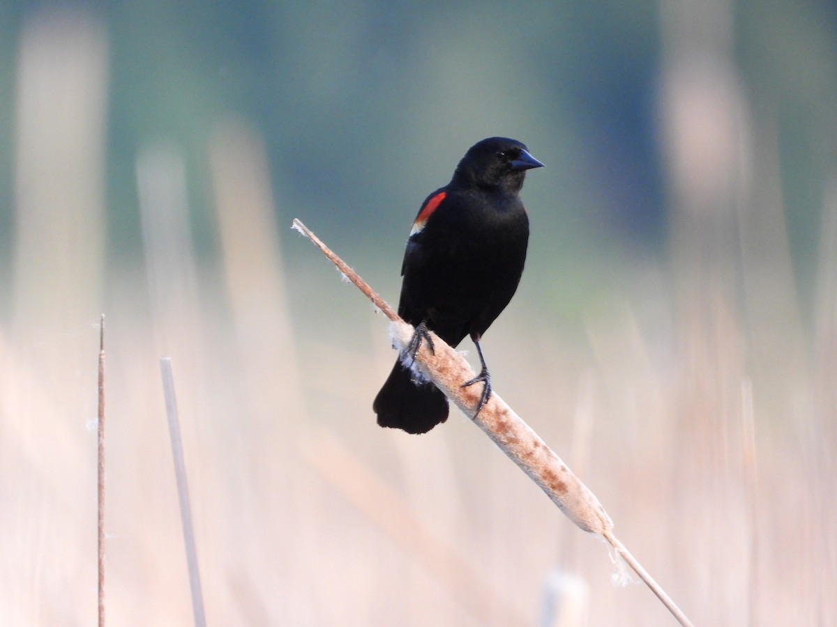 Red-winged Blackbird - ML475888981