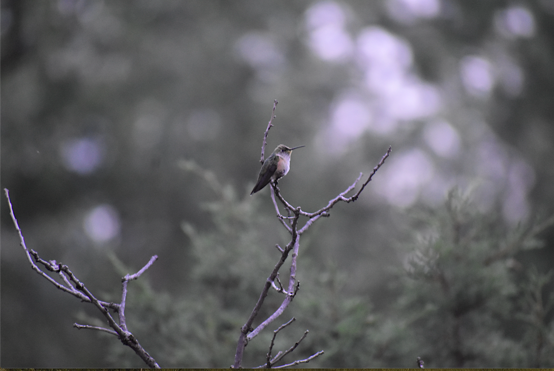 Broad-tailed Hummingbird - ML475893601