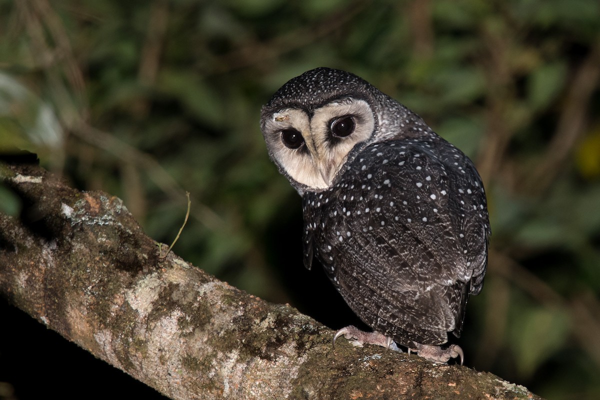 Sooty Owl (Lesser) - ML475893961