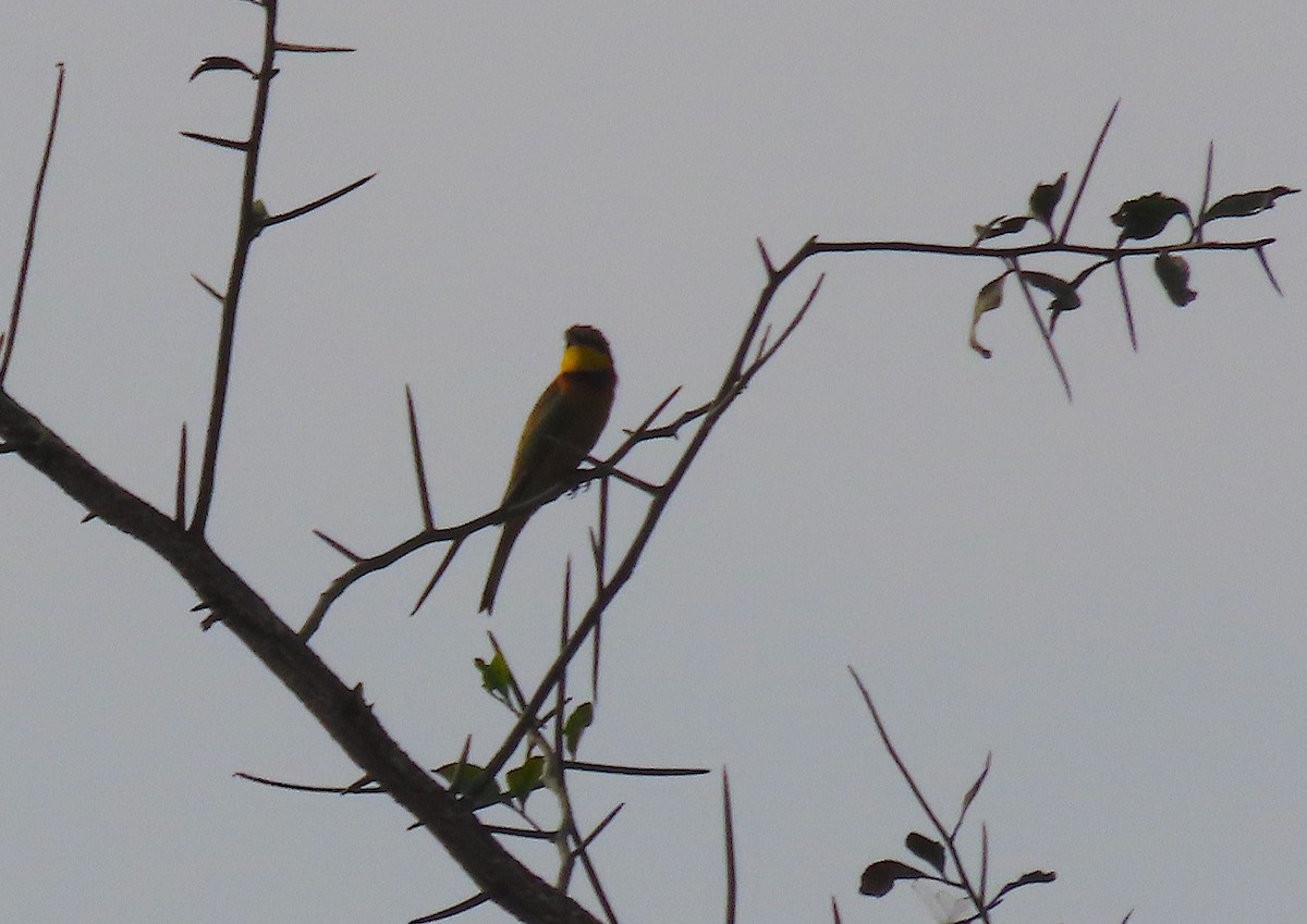 Little Bee-eater - ML475894781