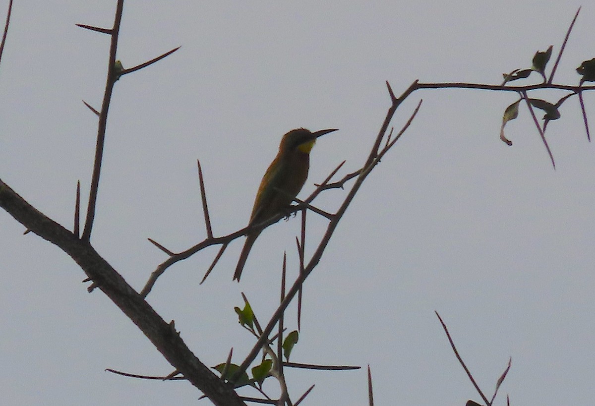 Little Bee-eater - ML475894791