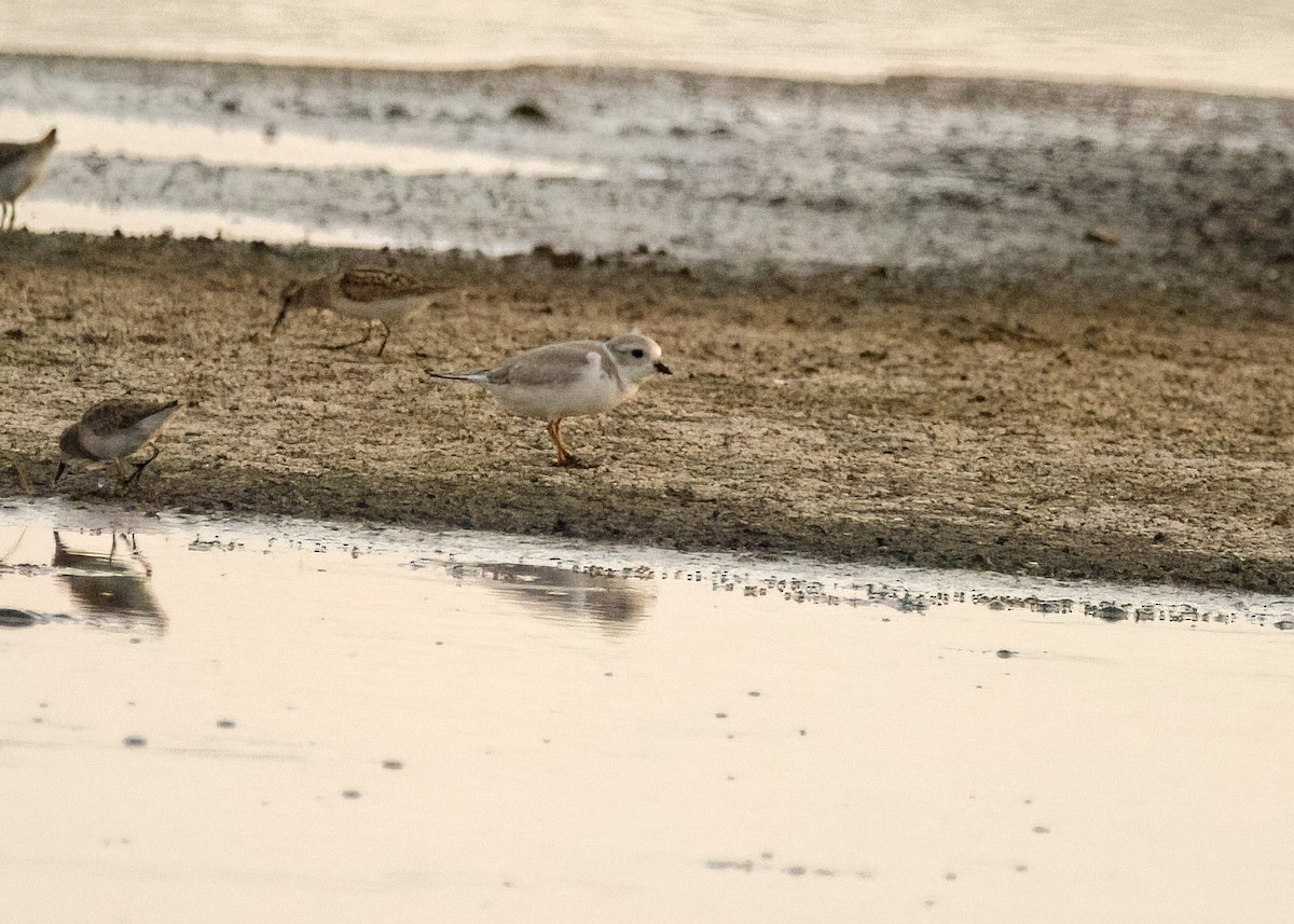 Piping Plover - ML475894841