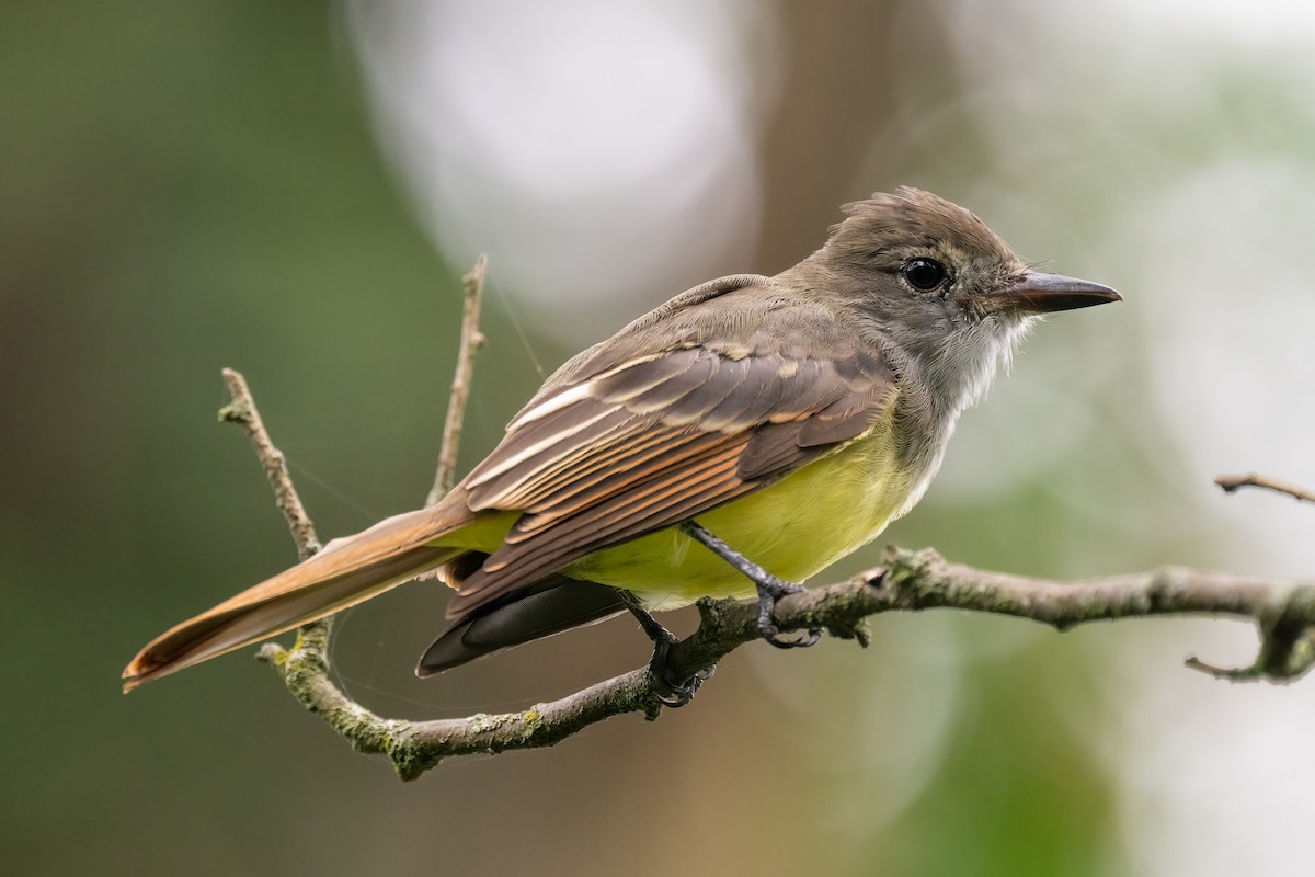 Great Crested Flycatcher - ML475901981