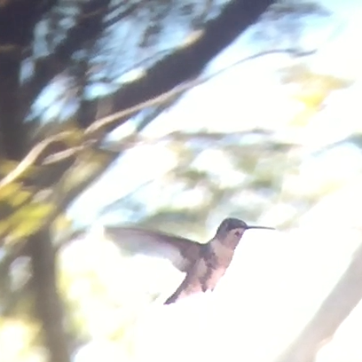 hummingbird sp. - ML47590511