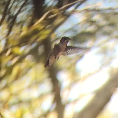 hummingbird sp. - ML47590521