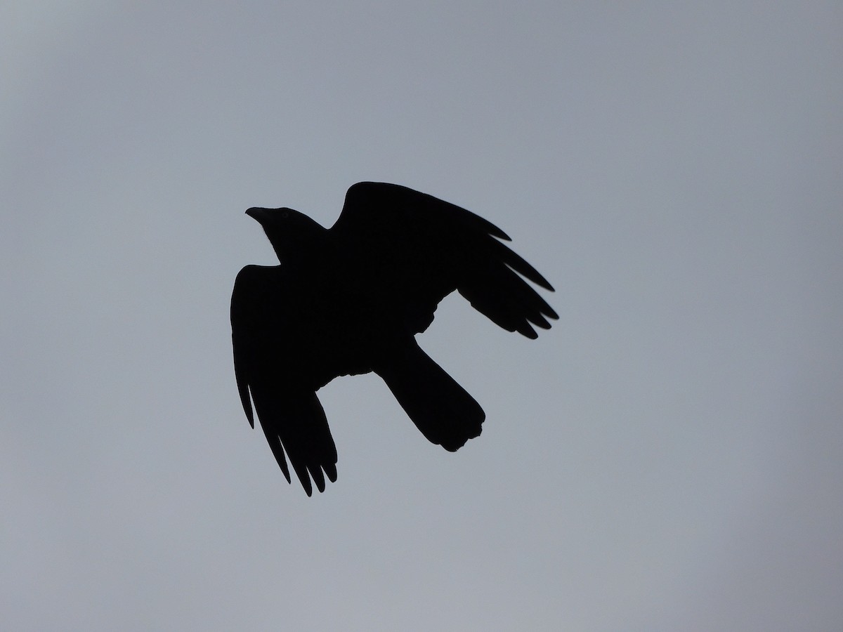Cuervo de Tasmania - ML475905751