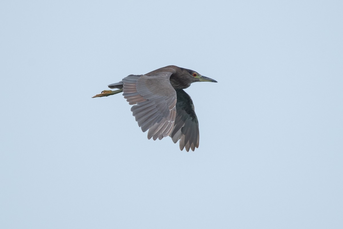 Black-crowned Night Heron - ML475906621