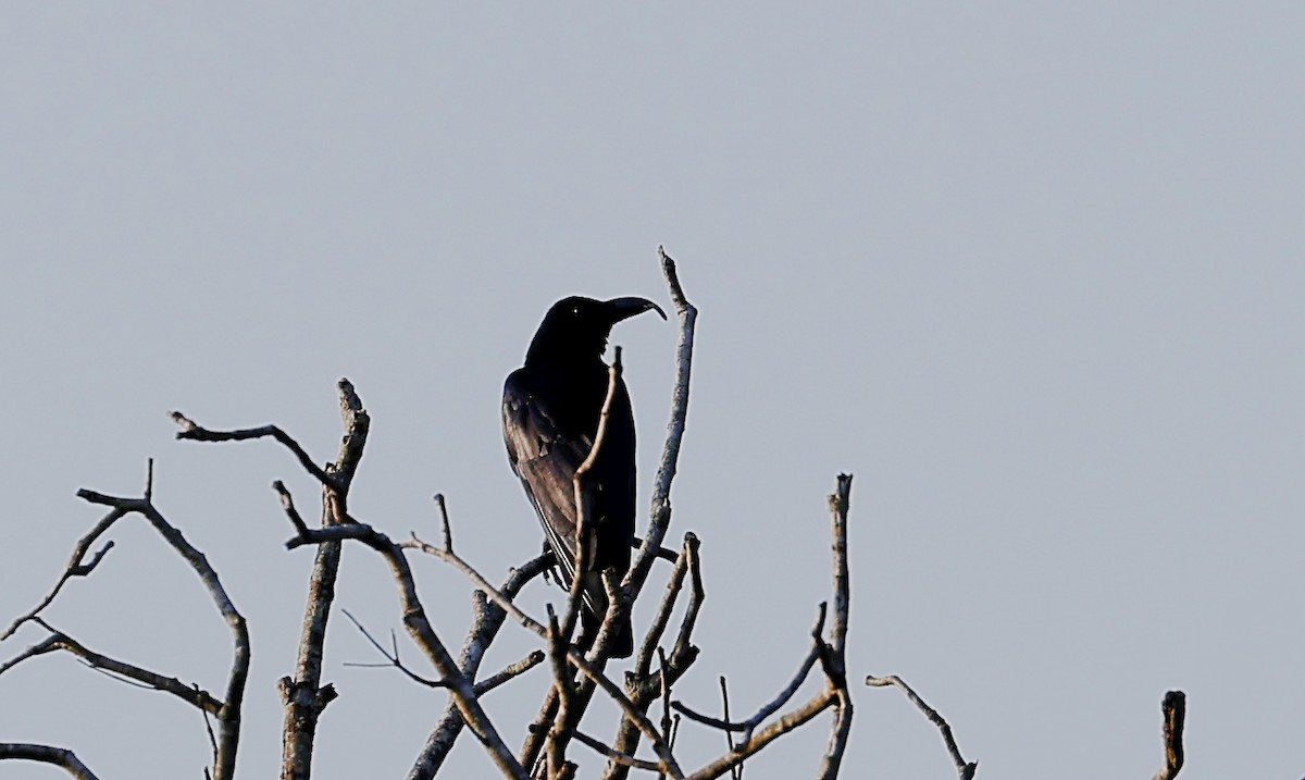 Large-billed Crow - ML475913791