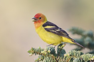 Western Tanager