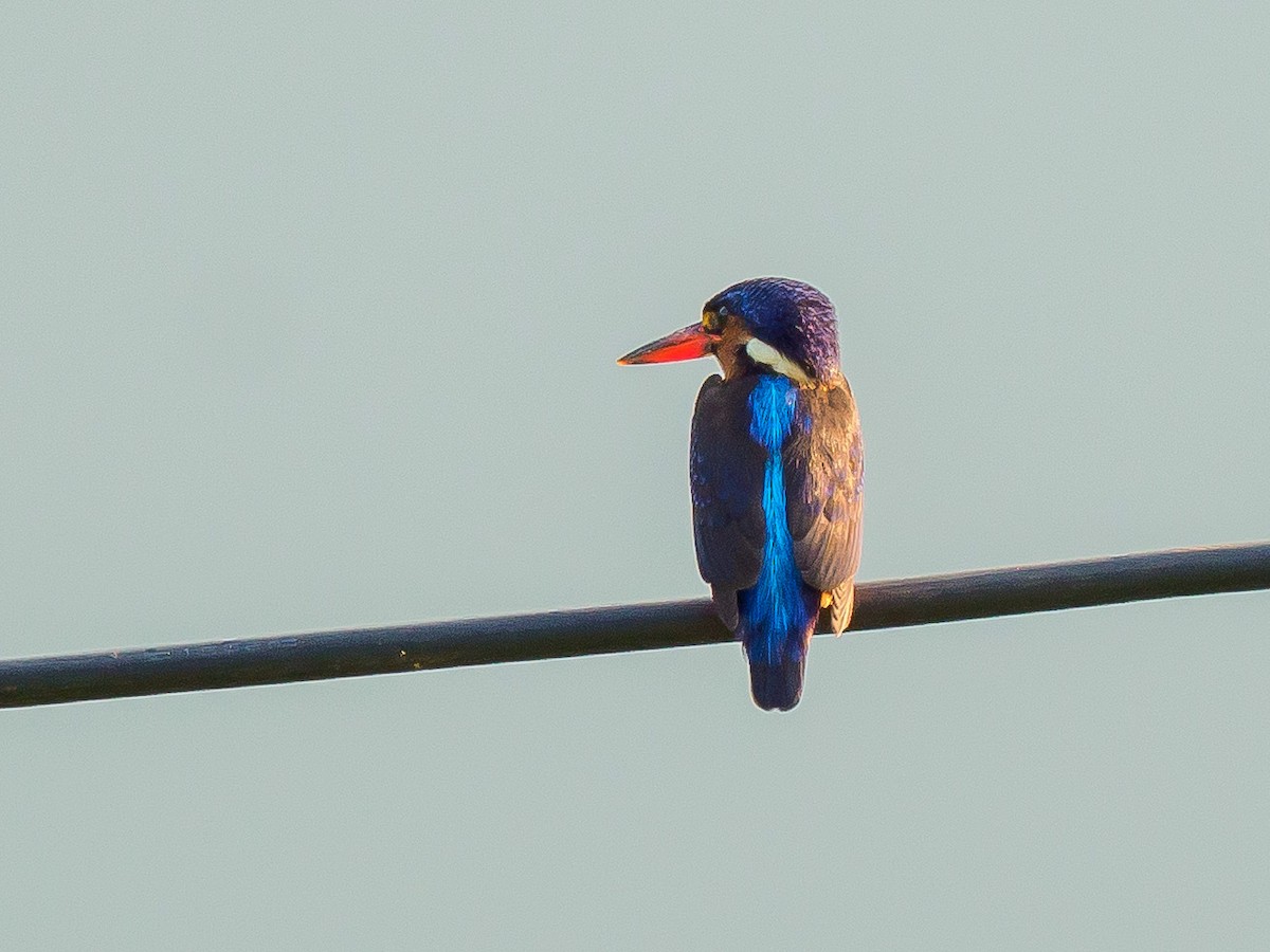 Blue-eared Kingfisher - ML475920291