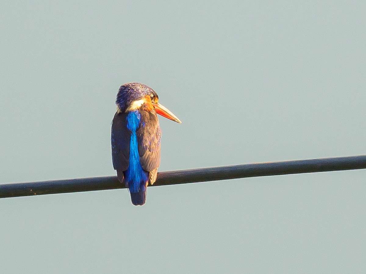 Blue-eared Kingfisher - ML475920301