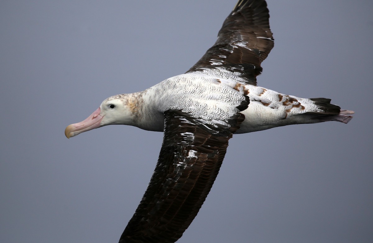 Snowy Albatross - ML475922771