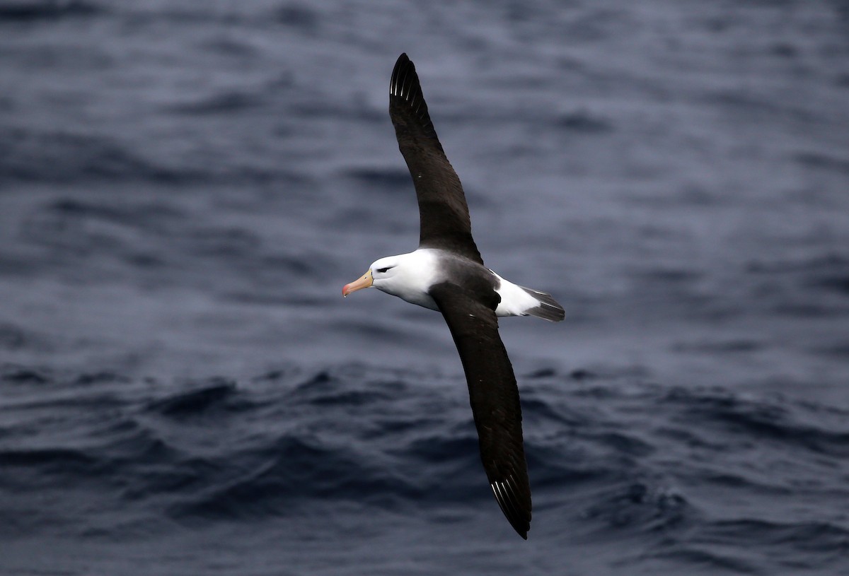 Black-browed Albatross (Black-browed) - ML475922821