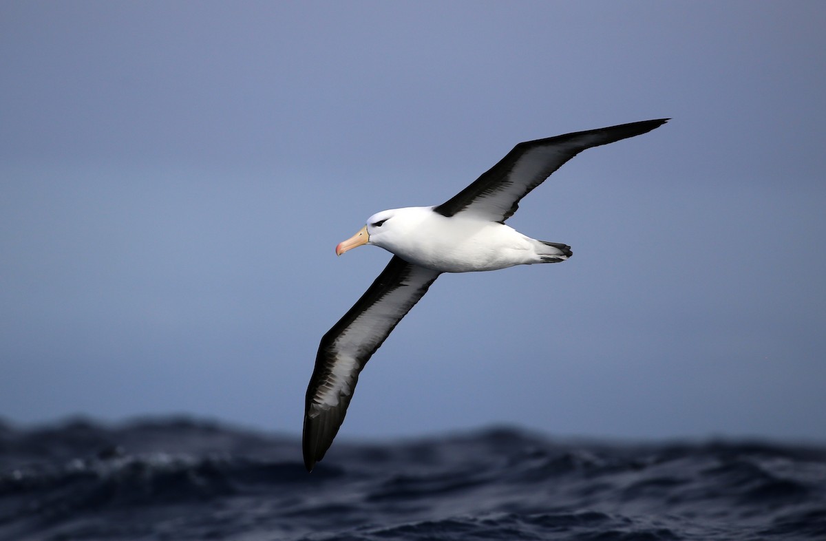 Black-browed Albatross (Black-browed) - ML475922831
