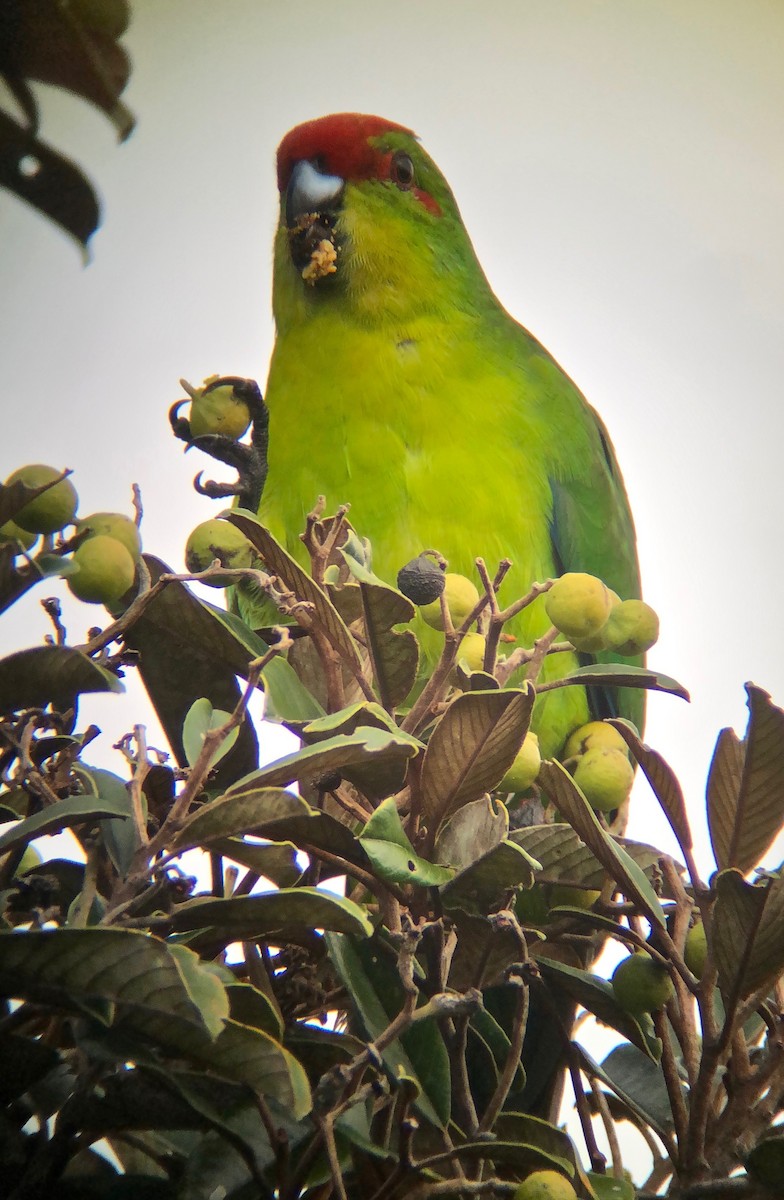New Caledonian Parakeet - ML475924441