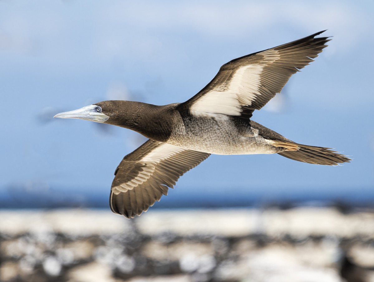 Brown Booby - ML475924481