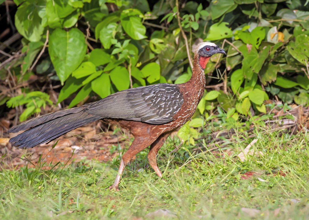 White-crested Guan - ML475930391