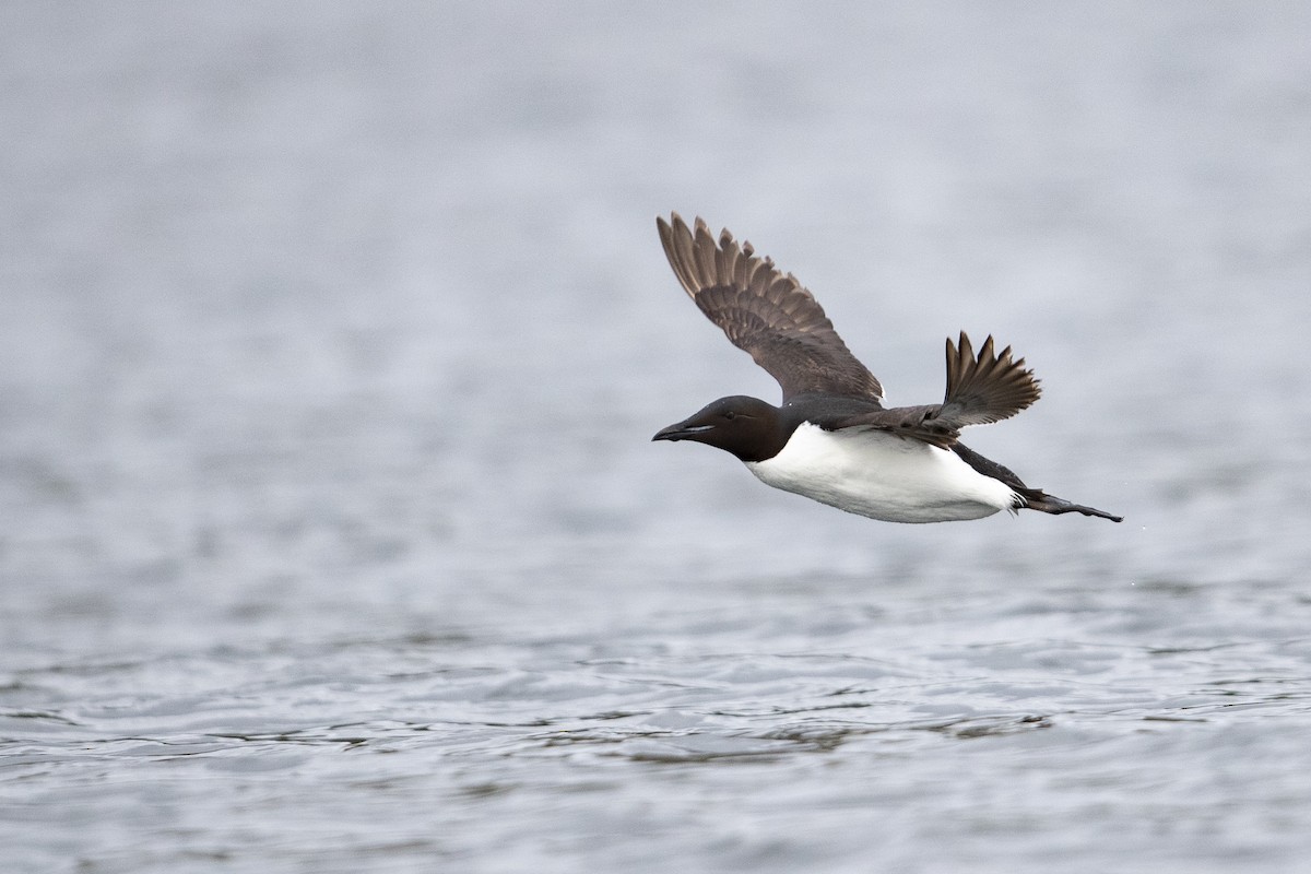 Thick-billed Murre - ML475932921