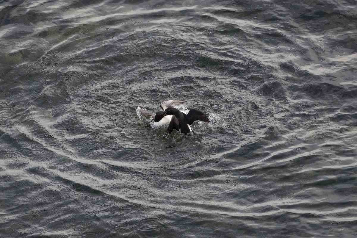Thick-billed Murre - ML475932931
