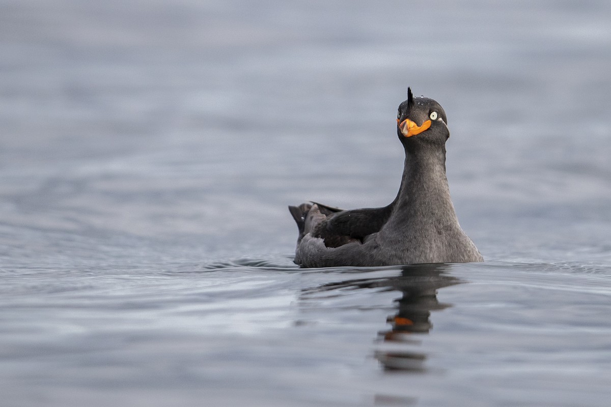 Crested Auklet - ML475933661