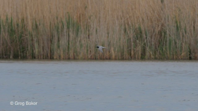 Black Tern (Eurasian) - ML475935901