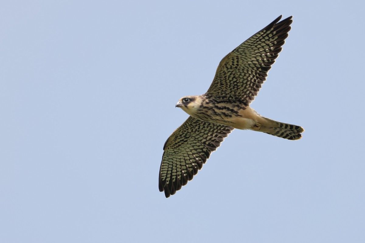 Amur Falcon - Hang Ye