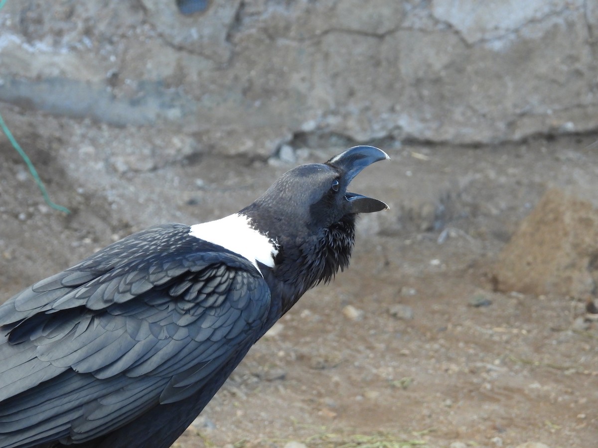 White-necked Raven - ML475943261