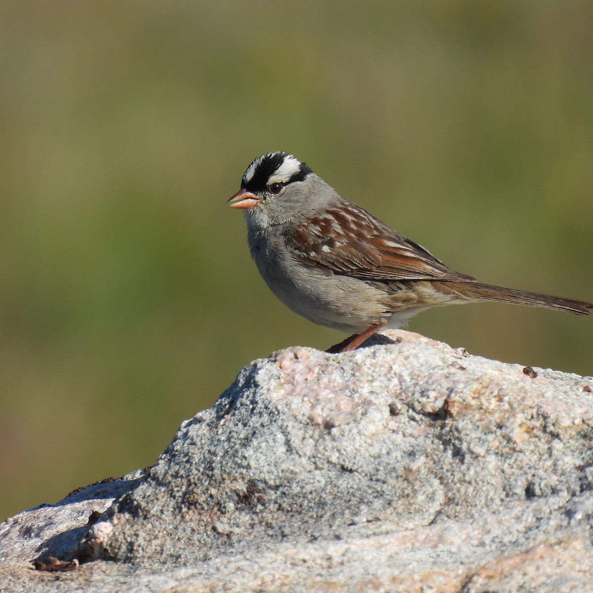 White-crowned Sparrow - ML475945491