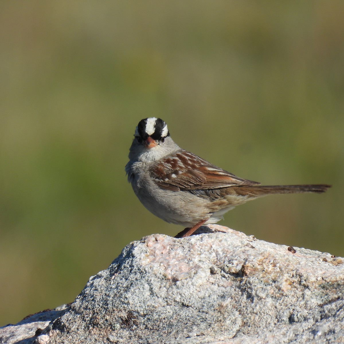 White-crowned Sparrow - ML475945571